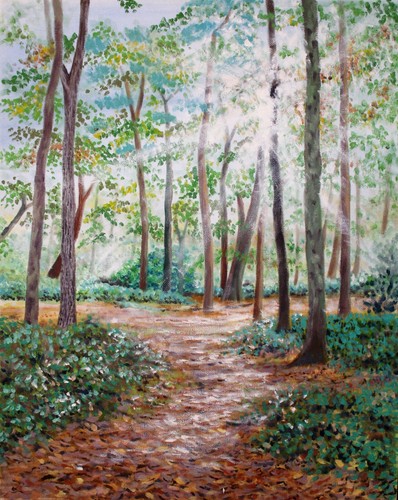 Forest woods trees sunlight