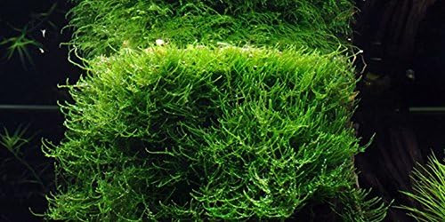 Java moss vesicularia - -,
