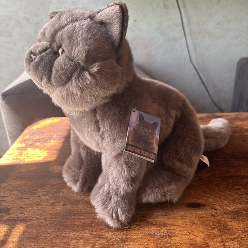 British blue cat - , fine