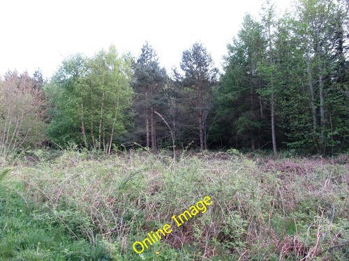 Photo 6x4 clearing - 6x4, in