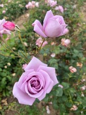 Blue Moon Bush  HT Rose Root