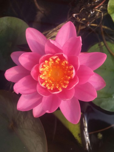 Firecrest water lily - -, pond