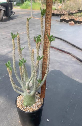 Rare live house - rare, plant