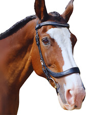 Equine Balance Anatomical