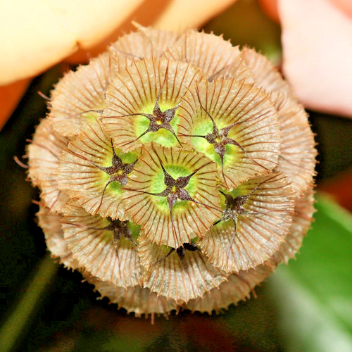 20x starflower pincushions - starflower,