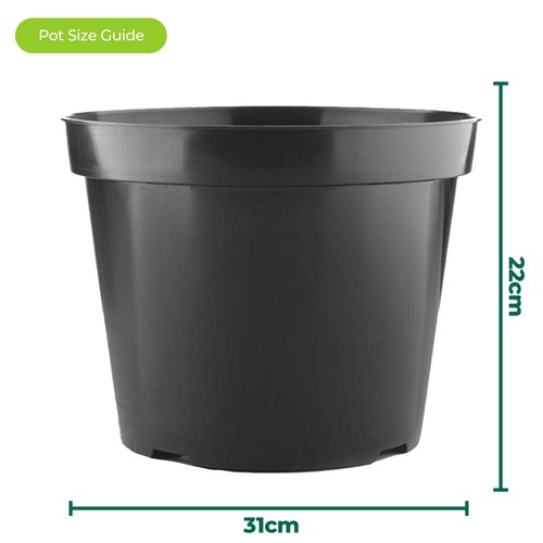 Black round plant - black,
