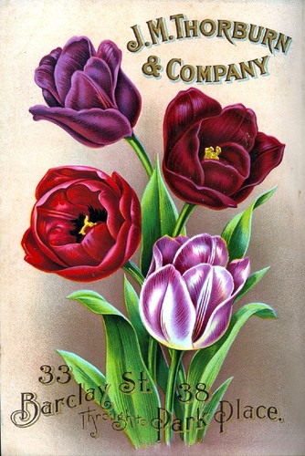Thorburn bulbs catalog - bulbs,