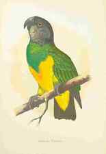 A4 Photo Lydon AF Parrots 1884 Senegal Parrot Print Poster