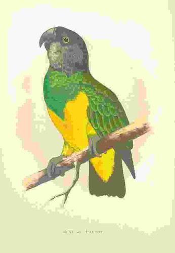 Photo lydon parrots - a4,