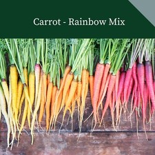 CARROT RAINBOW MIX 1500 FINEST