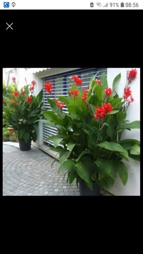Canna red flower plants - 2,