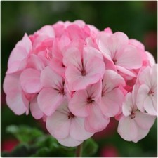 Geranium F1 Horizon Apple Blossom Pelargonium x 6 Plug Plants  