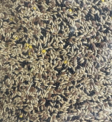 Bucktons mixed canary - mixed,
