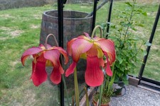Sarracenia Seedlings from