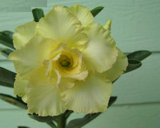 100 adenium obesum double - adenium,