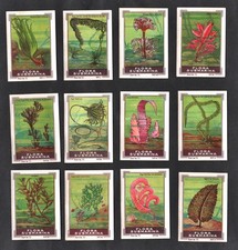 Seaweed Types Rare Spanish Issue Nestle 1925 Poster Stamp Card Set Marine Plants