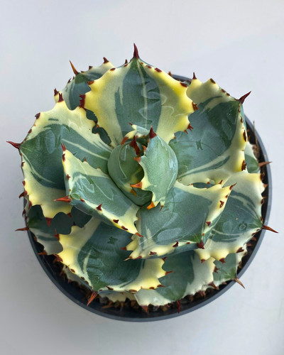 Agave isthmensis kabutogani - agave, 'kabutogani'