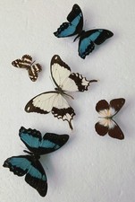  Butterfly Collection Set x5