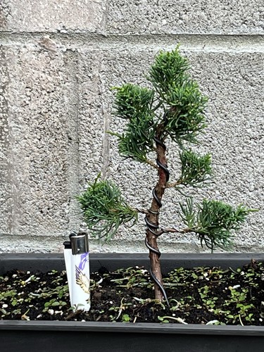 Juniper blaus bonsai - juniper,