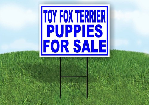 Toy fox terrier puppies - toy,
