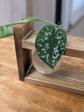 Satin Pothos House Plant