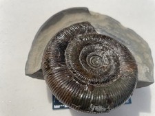 Dactylioceras Tenuicostatum