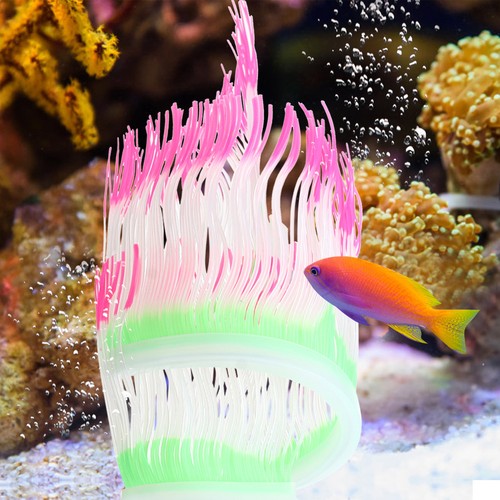Aquarium coral sea anemone - coral,
