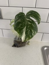 Monstera Albo Cutting Rooted