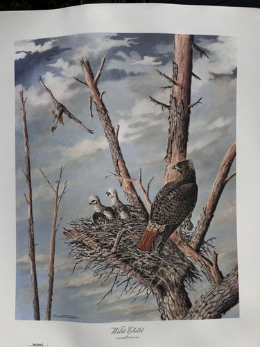 Wild child red tail hawk - child,