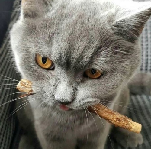 Silvervine cat chew sticks - silvervine,