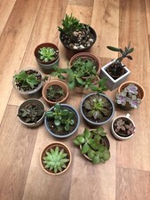 50x Assorted Unrooted Succulent Leaf Cuttings For Propagation