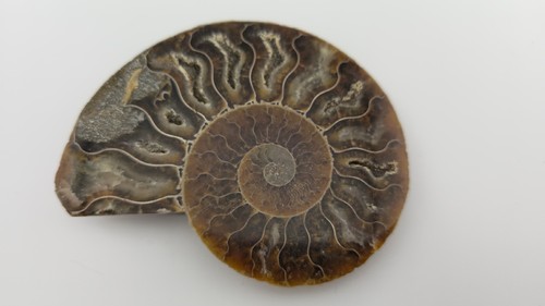 Polished ammonite fossil - ammonite,