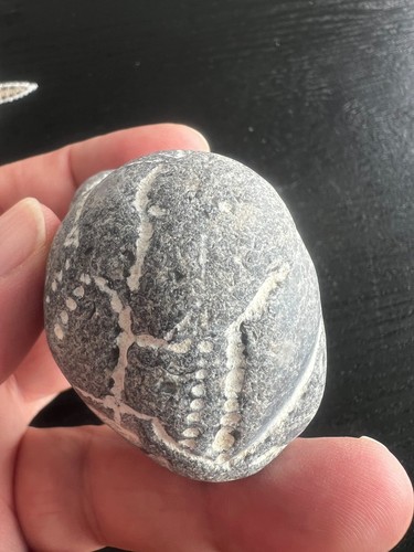 Echinoid marine fossil sea - marine, fossil,