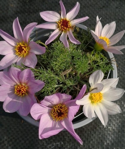 Dahlia merckii hardy species - hardy,