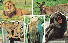 Tamworth, Staffordshire - Drayton Manor Park, zoo - Dennis postcard c.1960s