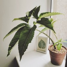 Voodoo Lilly (Sauromatum