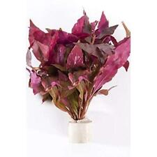 2 x Live Plants Ringed - Tropical Water Live Aquarium Plants