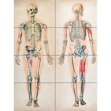 Human Body Anatomy Skeleton