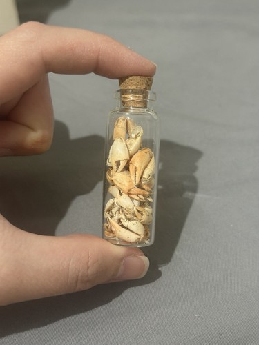 Vial shore crab - crab, molts