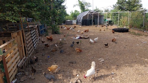 Buff orpington warren eggs - x,