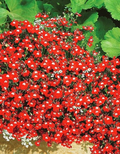 Lobelia pendula seeds red - seeds,