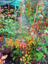 5ft inc. pot Japanese Maple