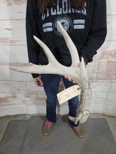 Heavy Wild Whitetail Deer