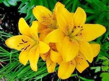 3 x YELLOW Lilium - ASIATIC