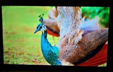 TCL 65inch  Smart Pristine