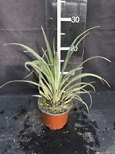 Fascicularia bicolor, Hardy