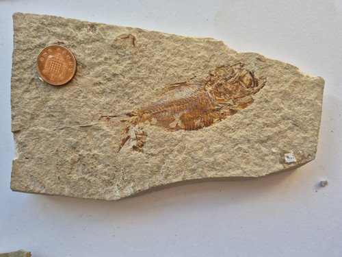 Armigatus brevissimus fish