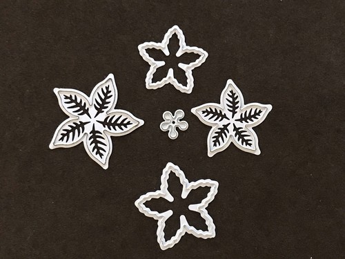 Christmas poinsettia flowers