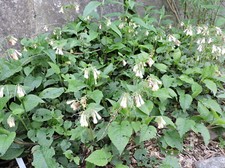Comfrey White Miniature -