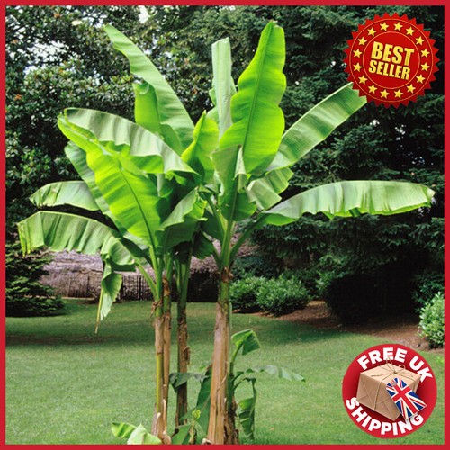 Banana tree musa tropicana - banana,